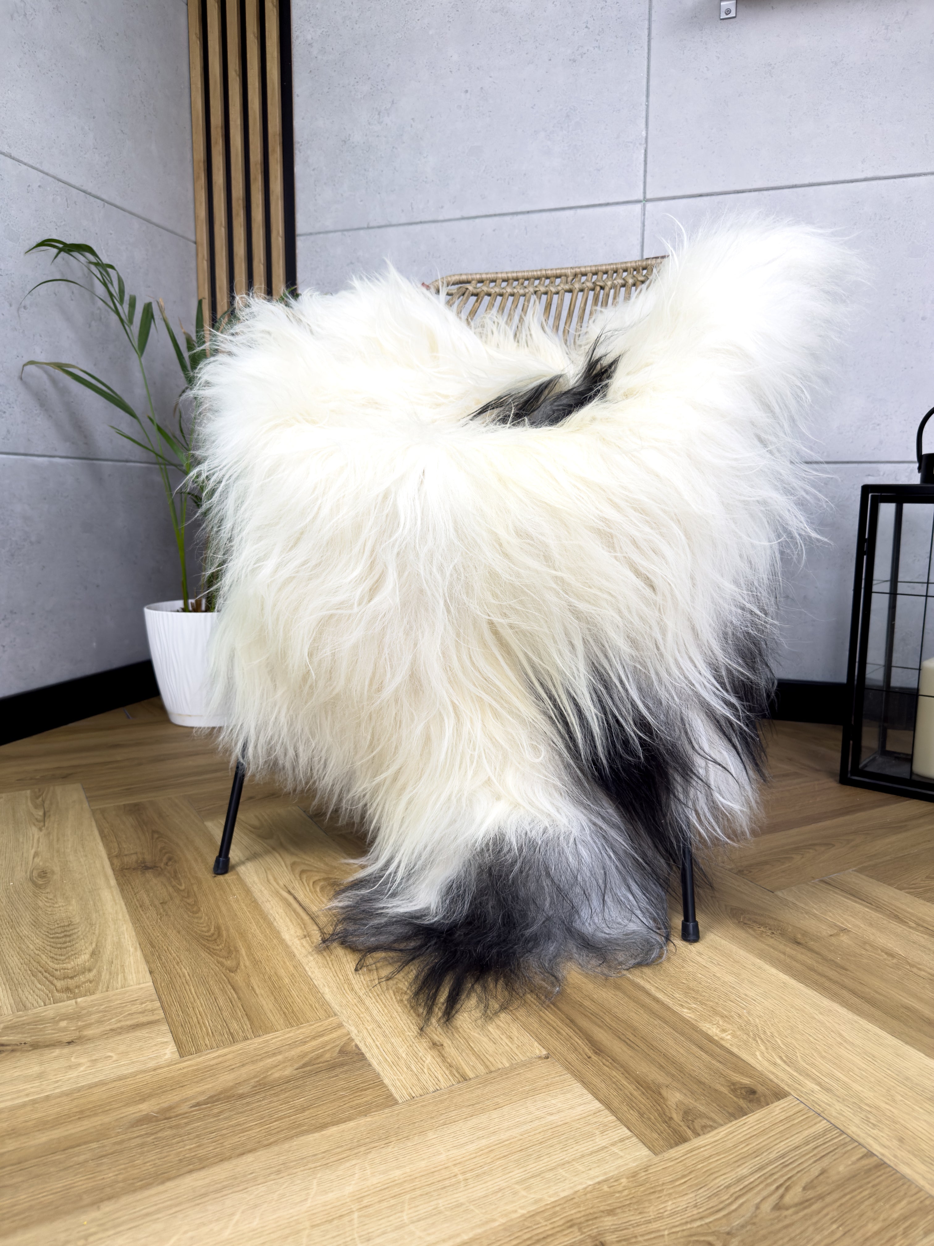Large Icelandic white and black sheepskin Rug