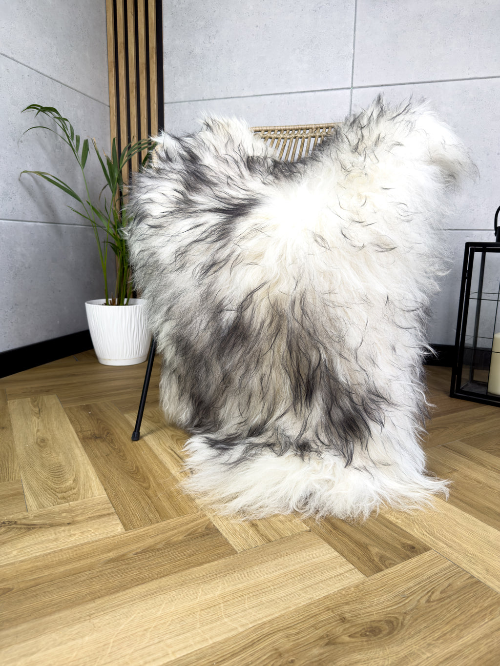 Large Icelandic white and black sheepskin Rug