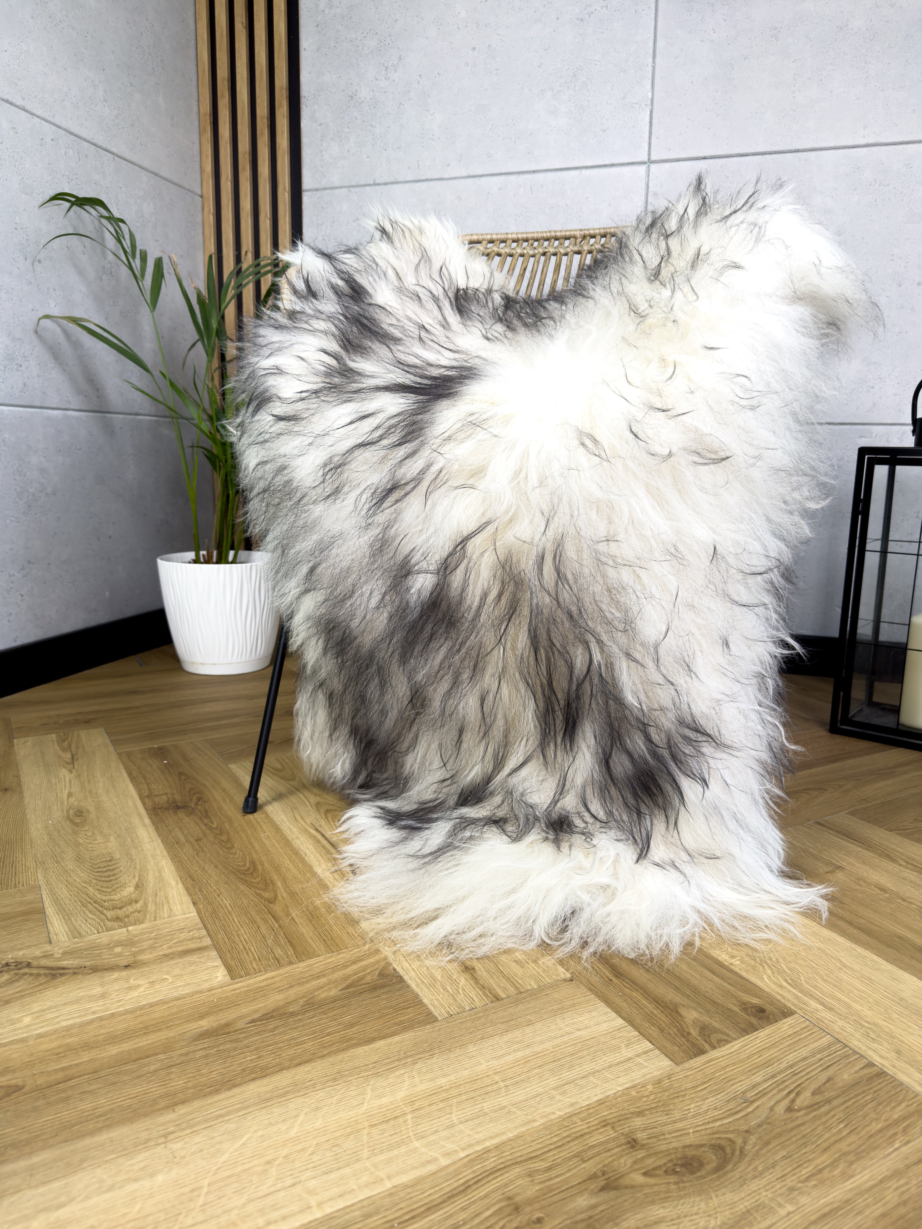 Large Icelandic white and black sheepskin Rug