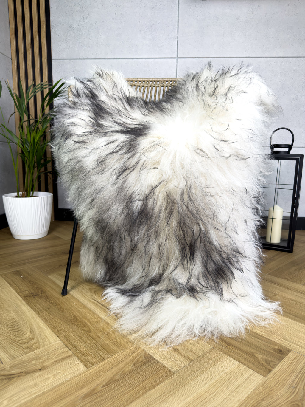 Large Icelandic white and black sheepskin Rug