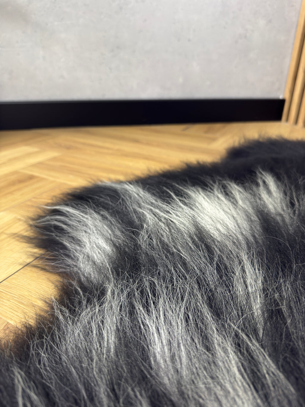 Large Icelandic white with black sheepskin Rug