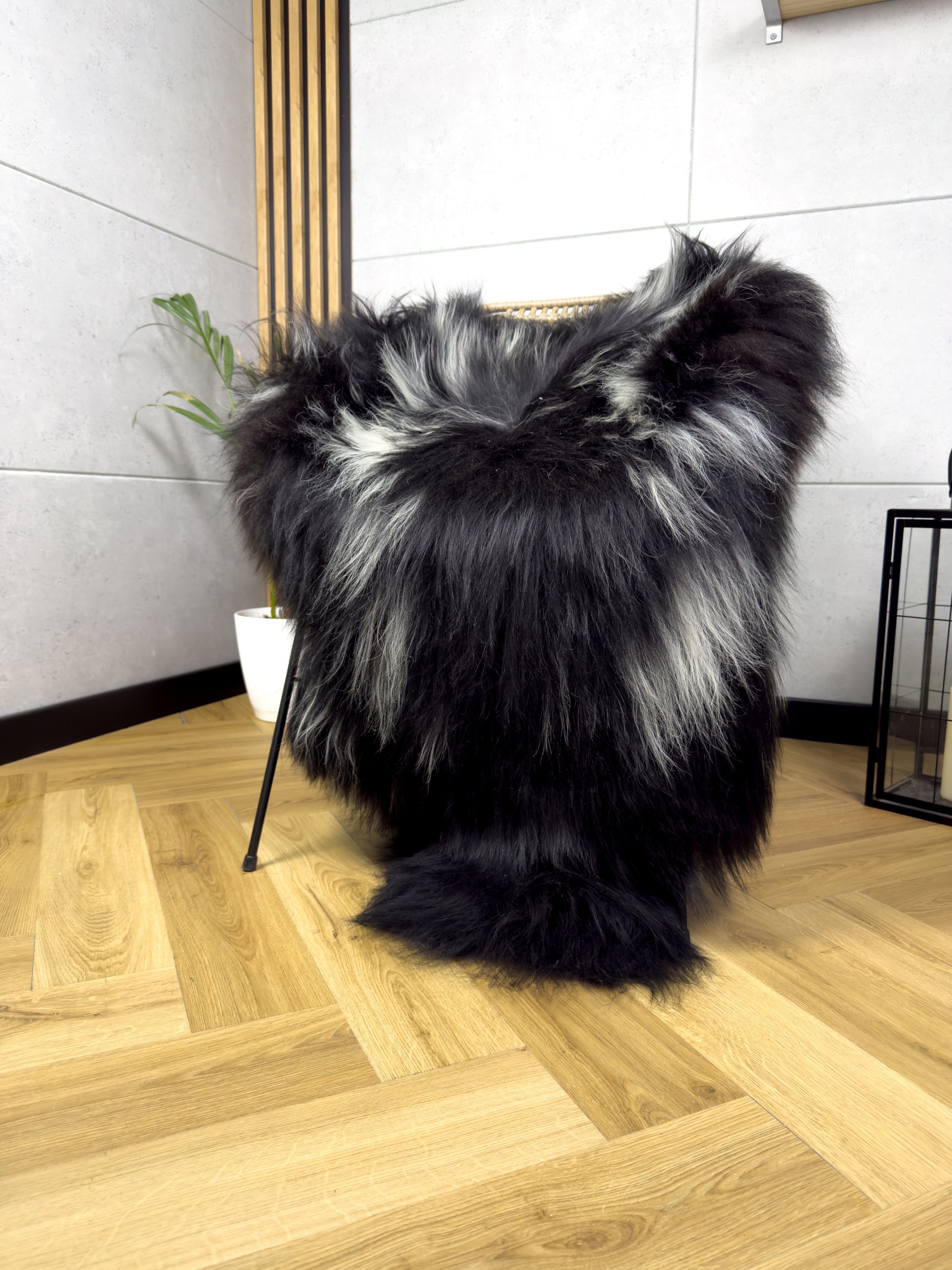 Large Icelandic white with black sheepskin Rug