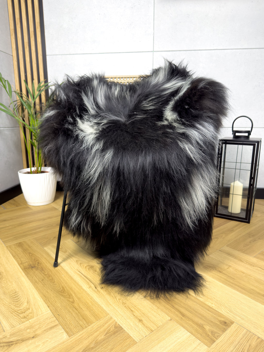 Large Icelandic white with black sheepskin Rug