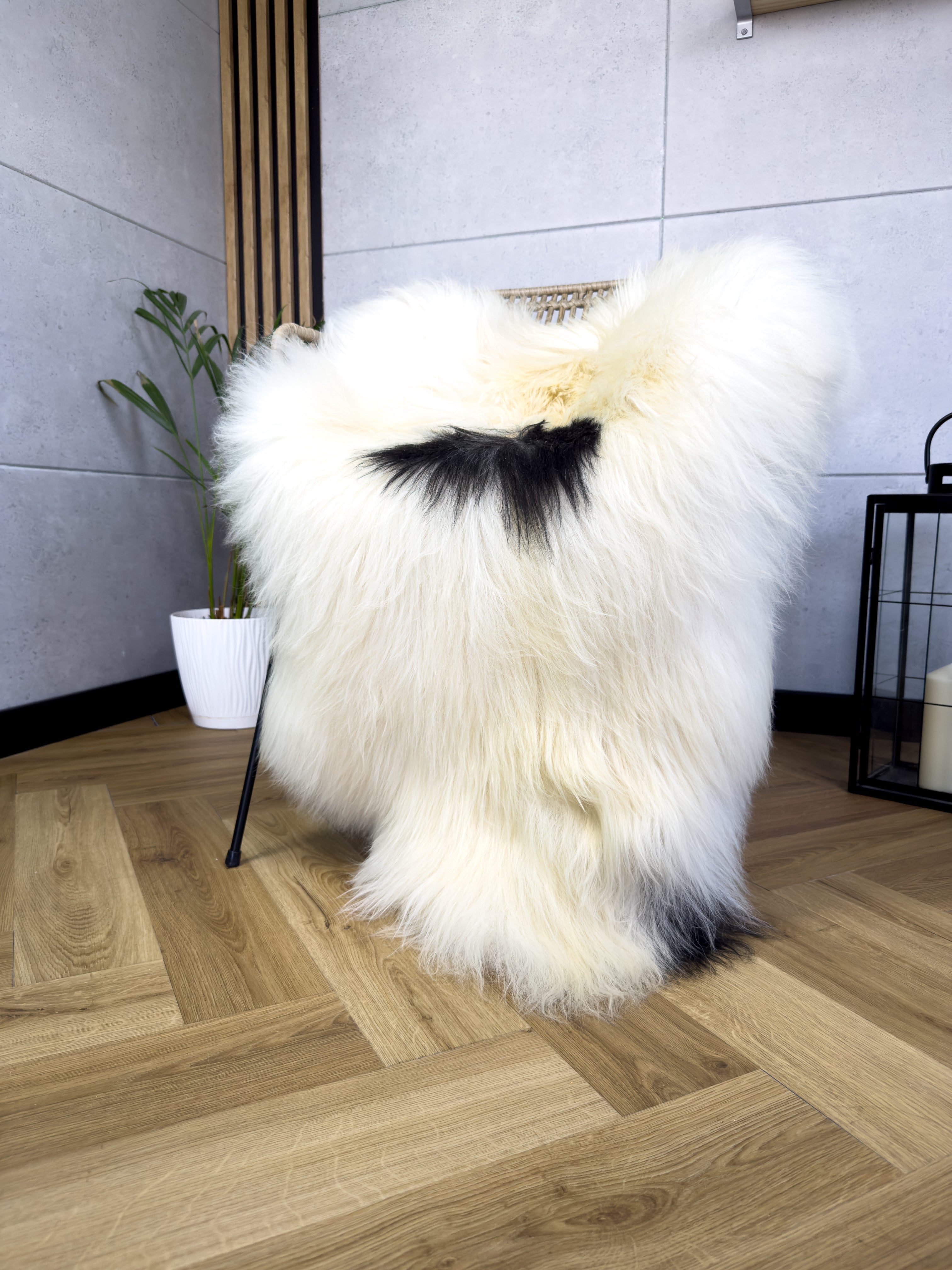 Large Icelandic white and black sheepskin Rug