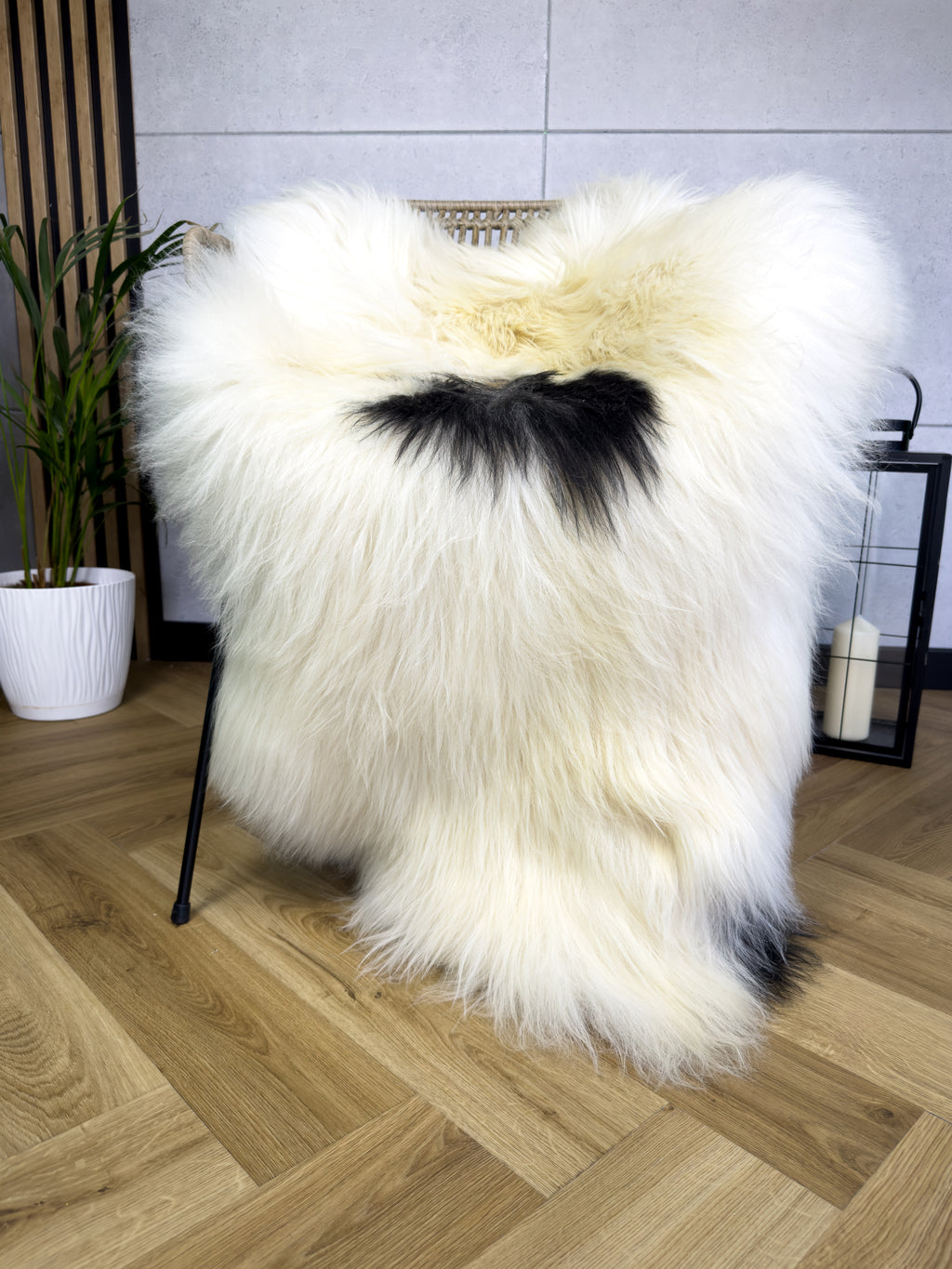 Large Icelandic white and black sheepskin Rug