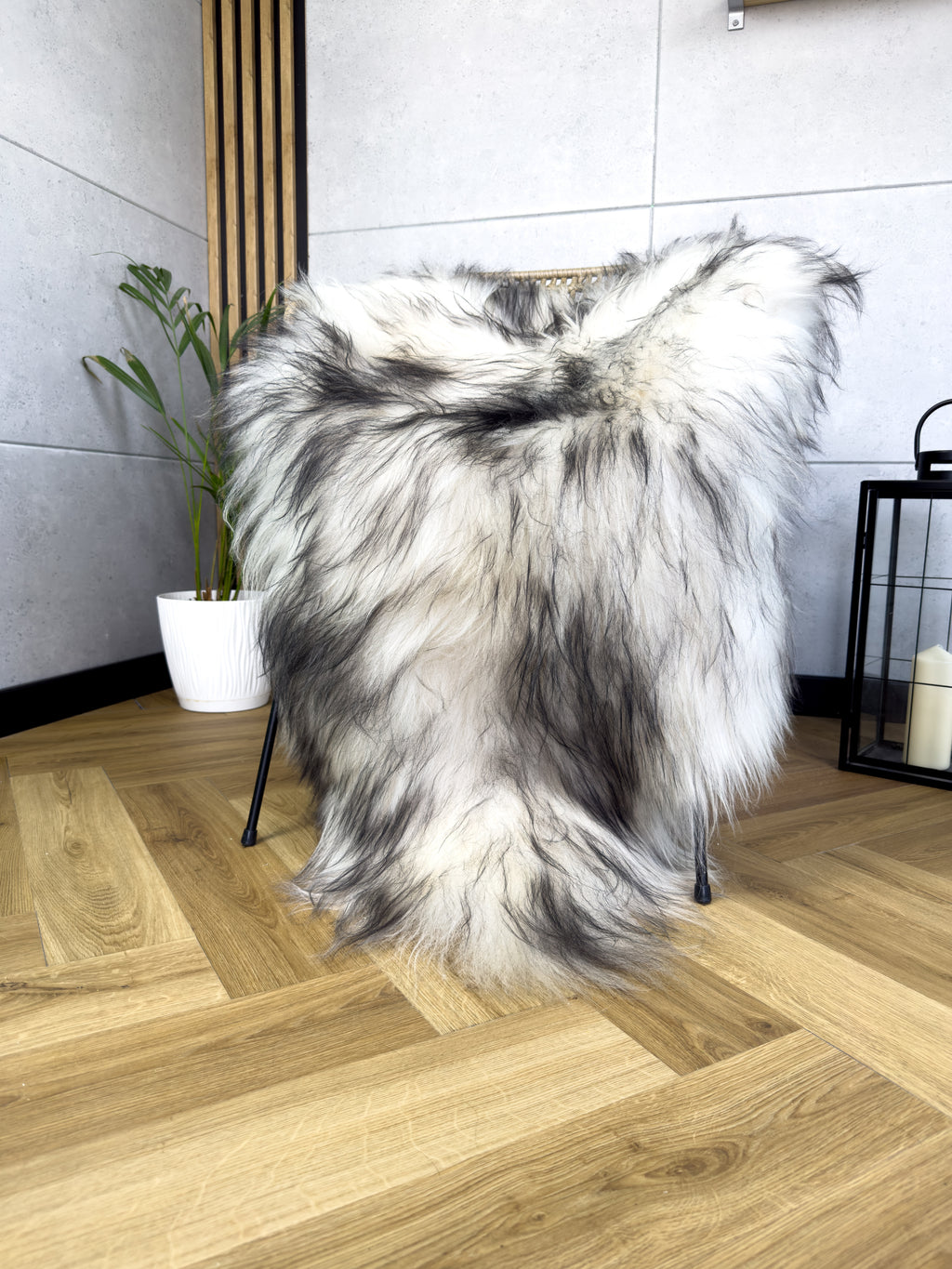 Large Icelandic white and black sheepskin Rug