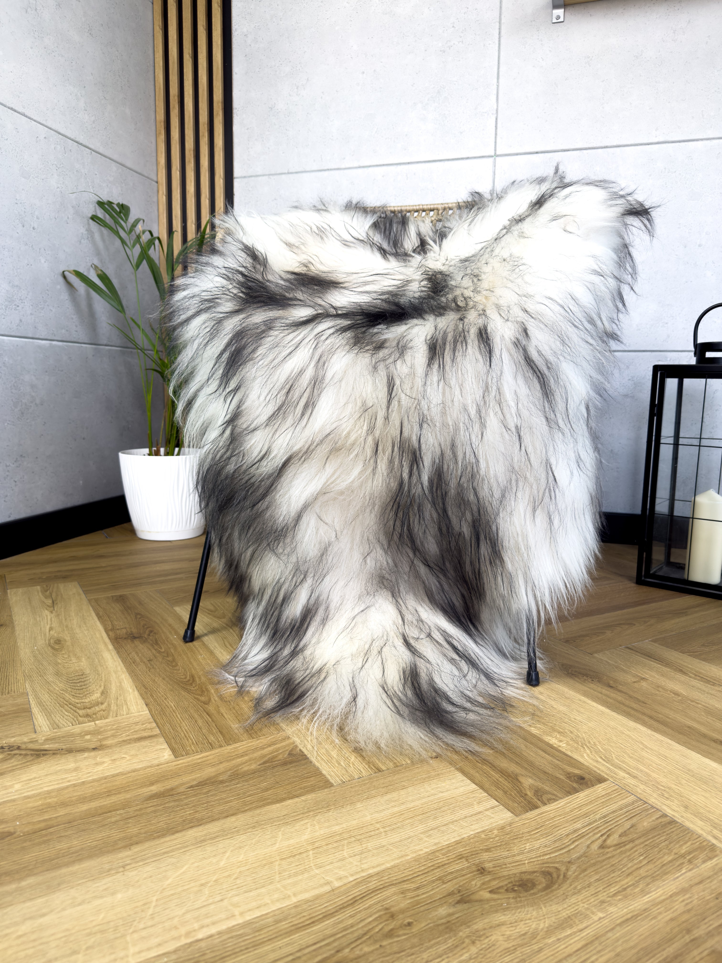 Large Icelandic white and black sheepskin Rug