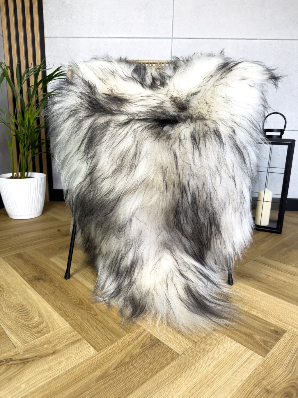 Large Icelandic white and black sheepskin Rug