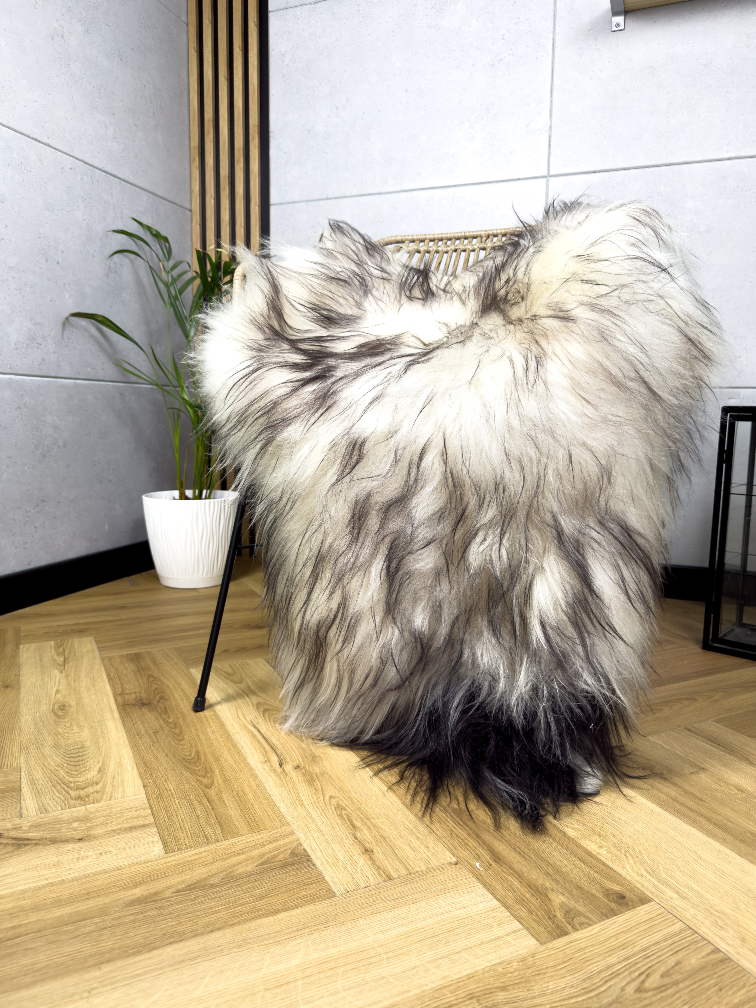 Large Icelandic white and black sheepskin Rug