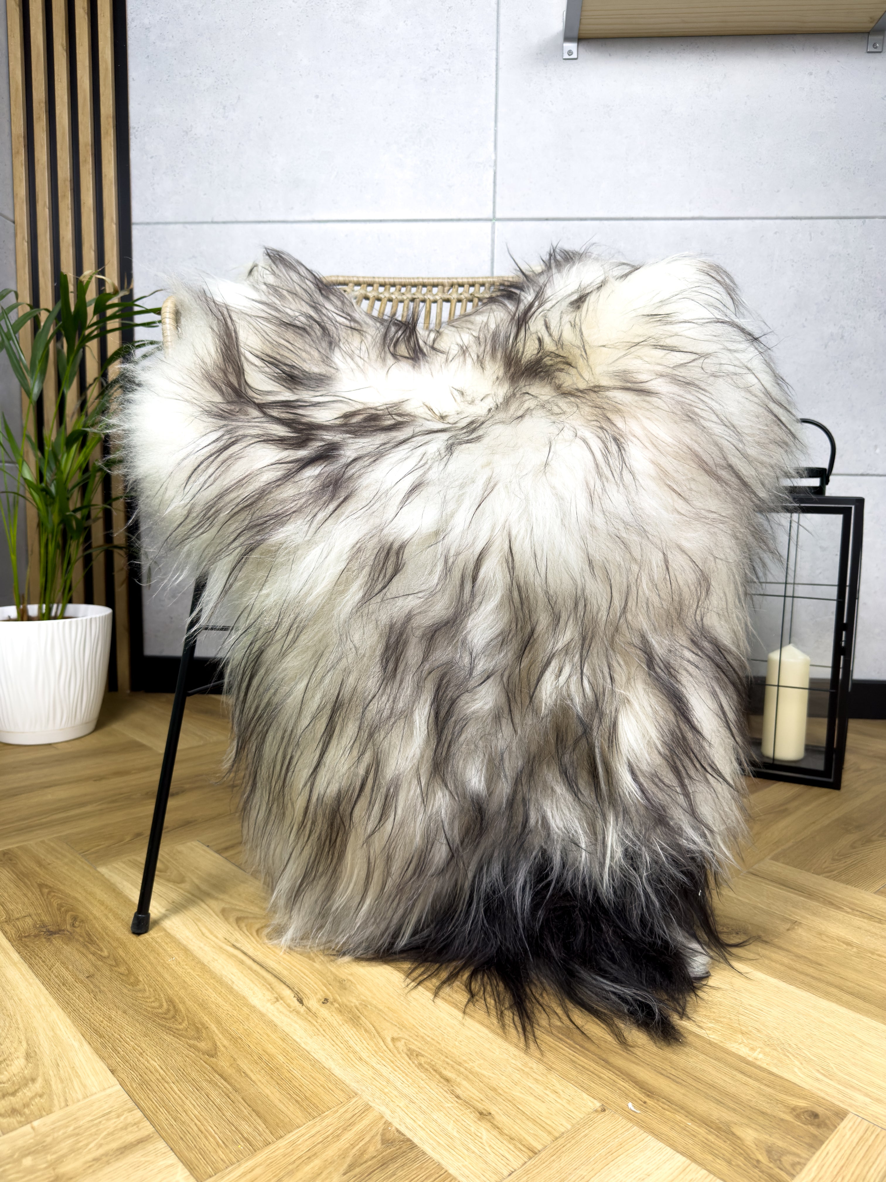 Large Icelandic white and black sheepskin Rug