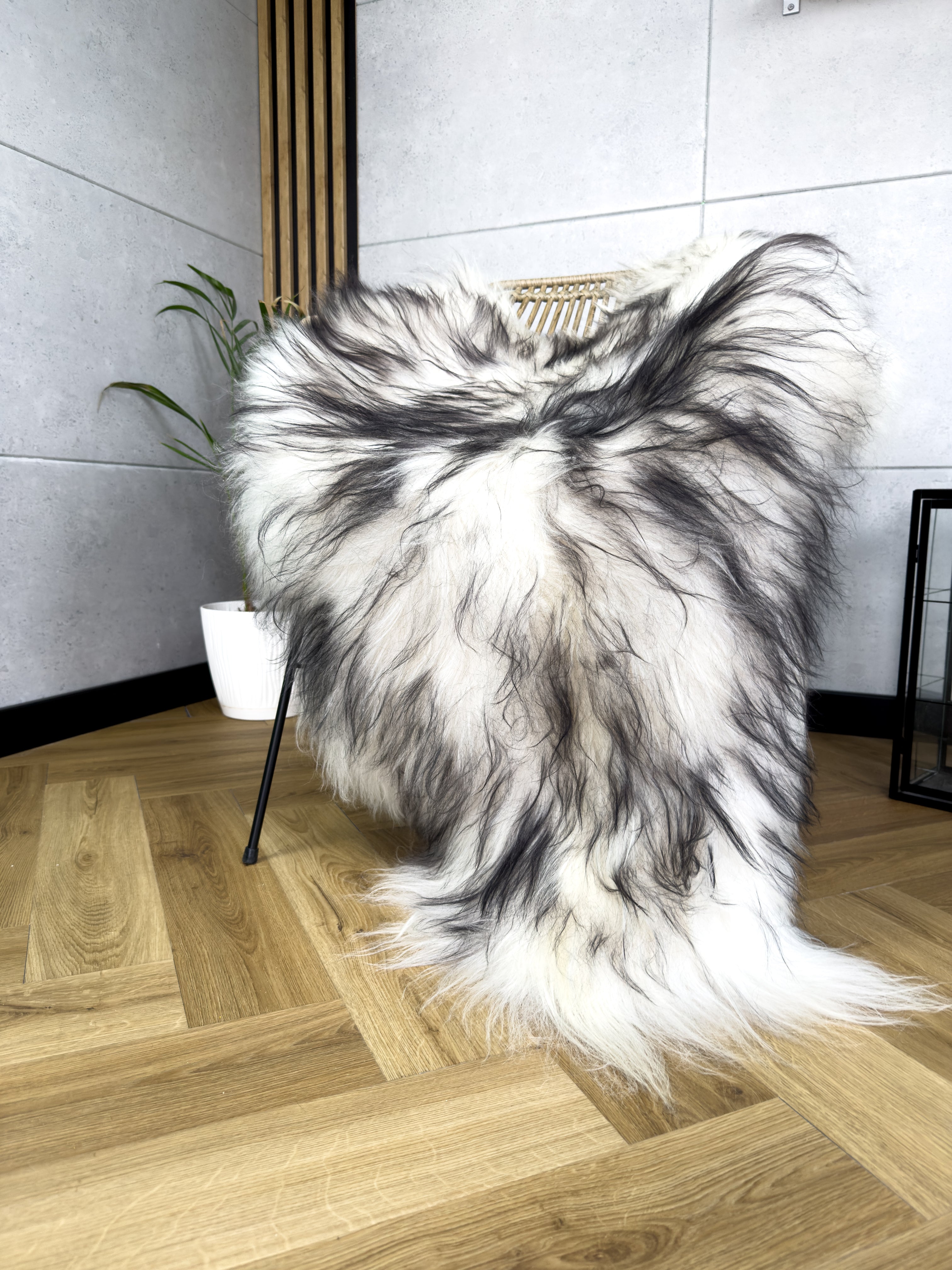 Large Icelandic white and black sheepskin Rug