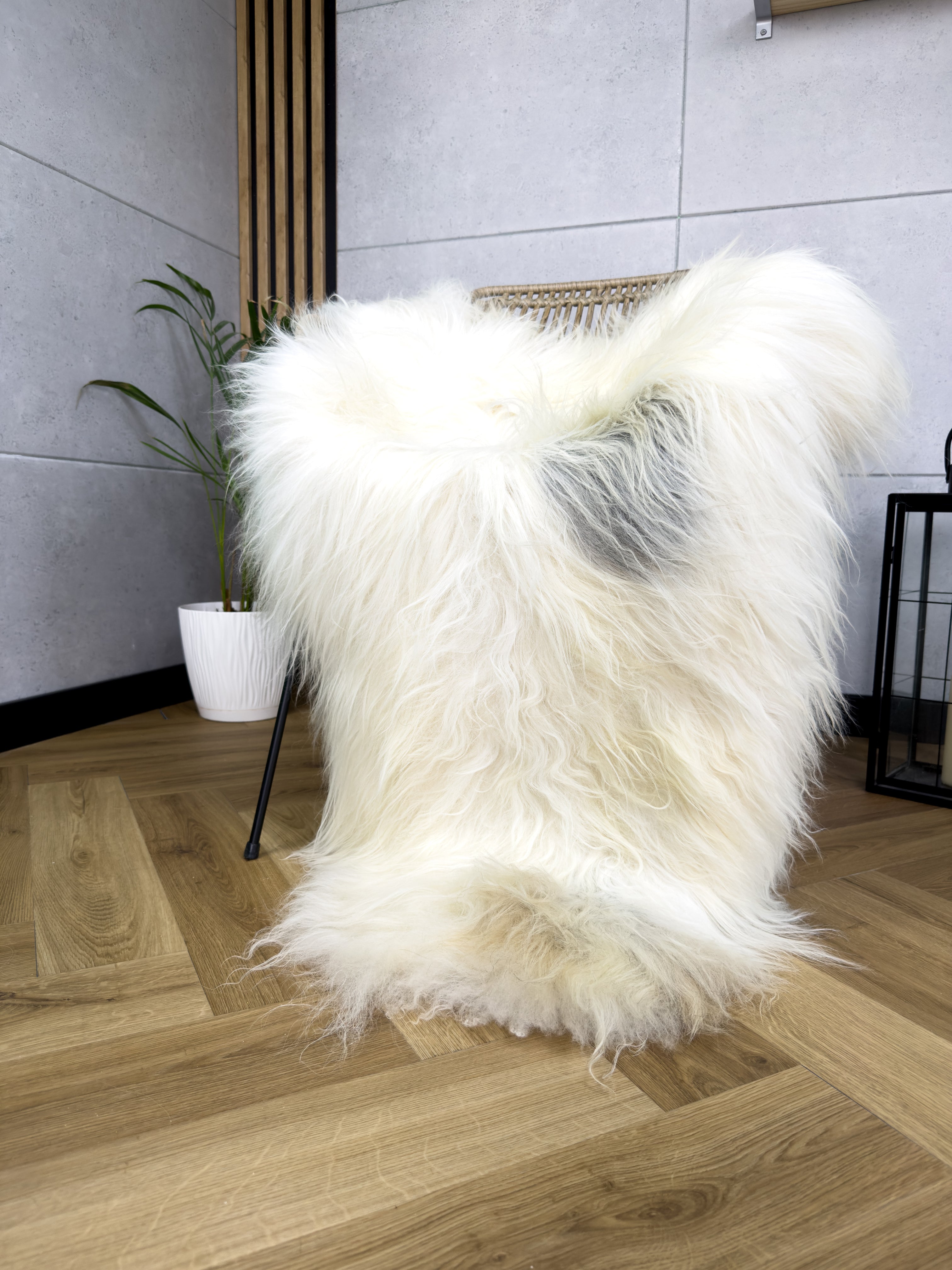 Large Icelandic white and gray sheepskin Rug